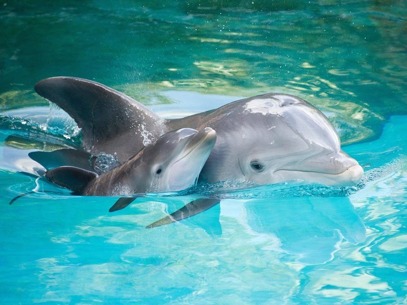 Дельфин с потомством